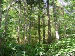 物満内広葉樹保護林