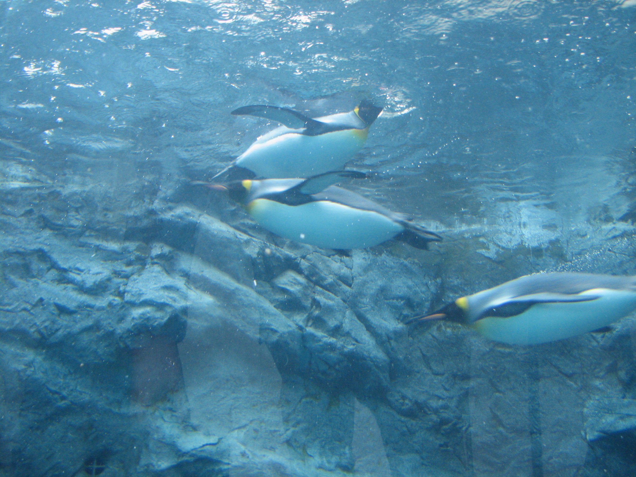 水中のペンギン.JPG