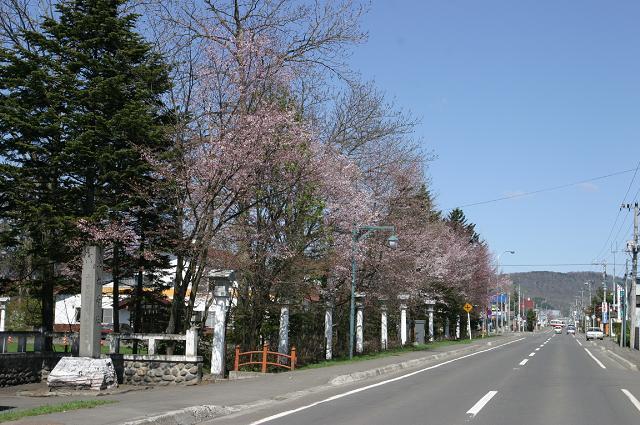 比布神社の桜.jpg
