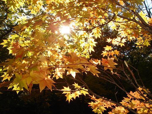 神楽岡公園の紅葉の木漏れ日.jpg