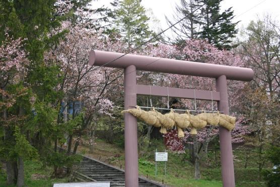 愛別神社の桜.jpg