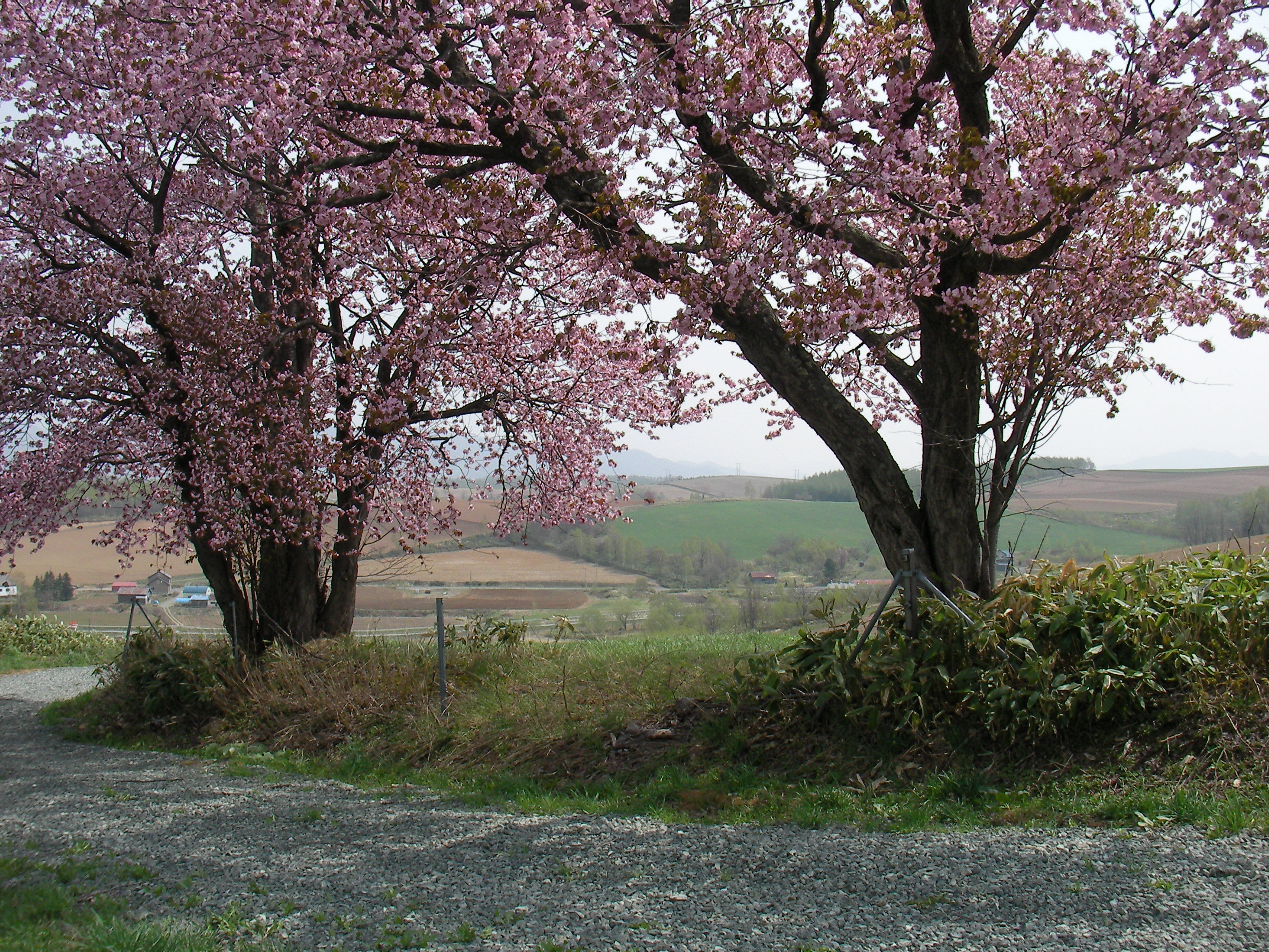 春の桜.jpg