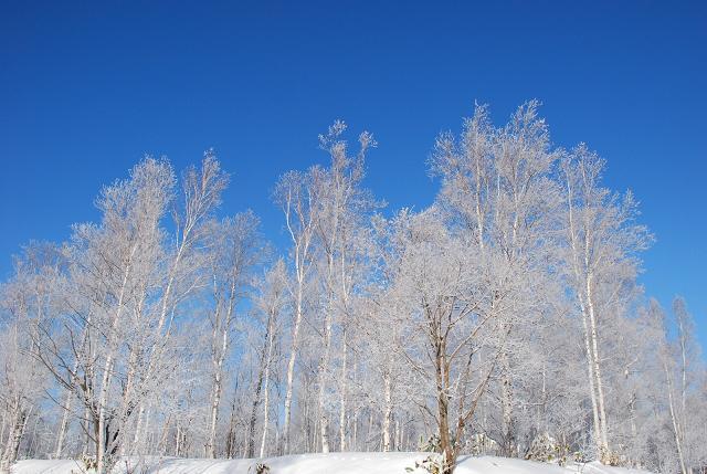 厳冬の白樺林.jpg