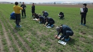 簡易計測シートによる茎数確認の実践