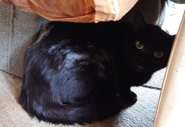 R06-01 cat.jpg