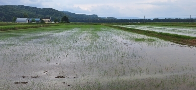 湛水直播ほ場