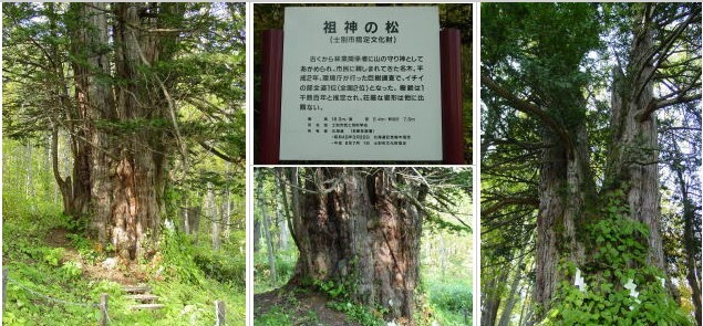 巨木の様子