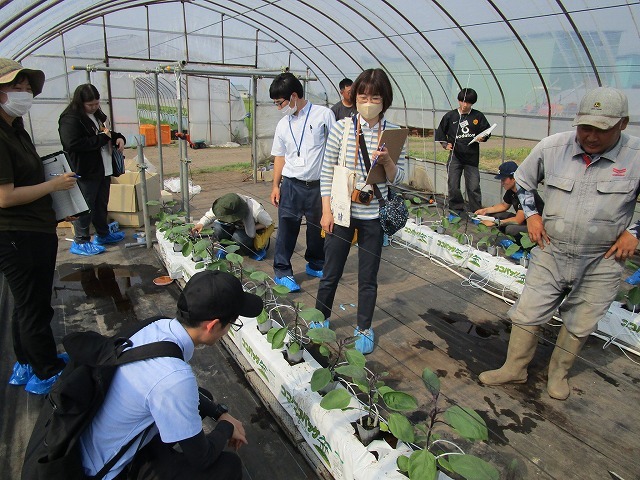 なすの養液栽培ほ場の見学