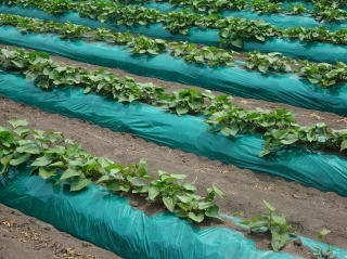 ５月中旬から６月上旬にかけて植えられたさつまいもの苗