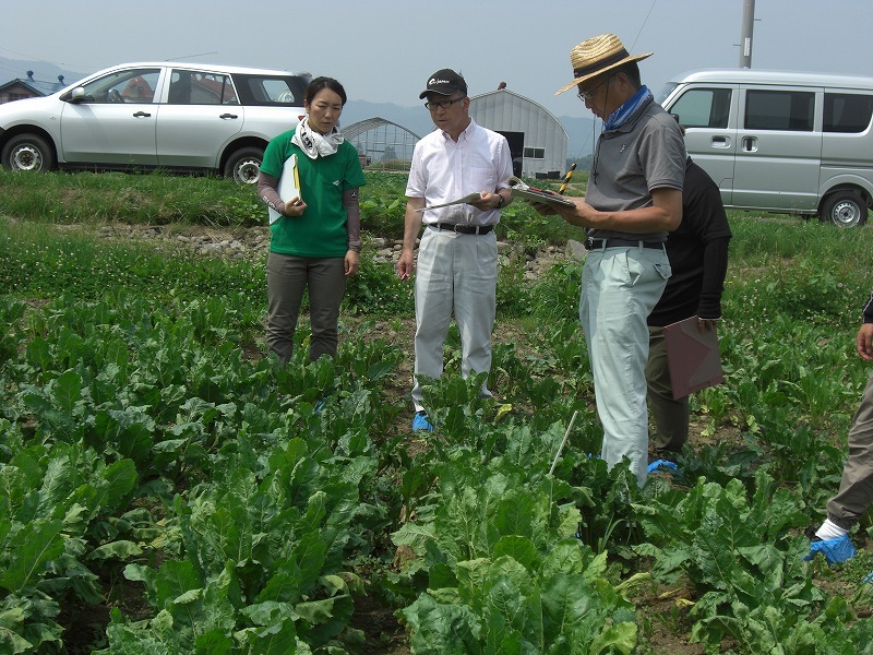 直播ビートほ場の生育状況の確認