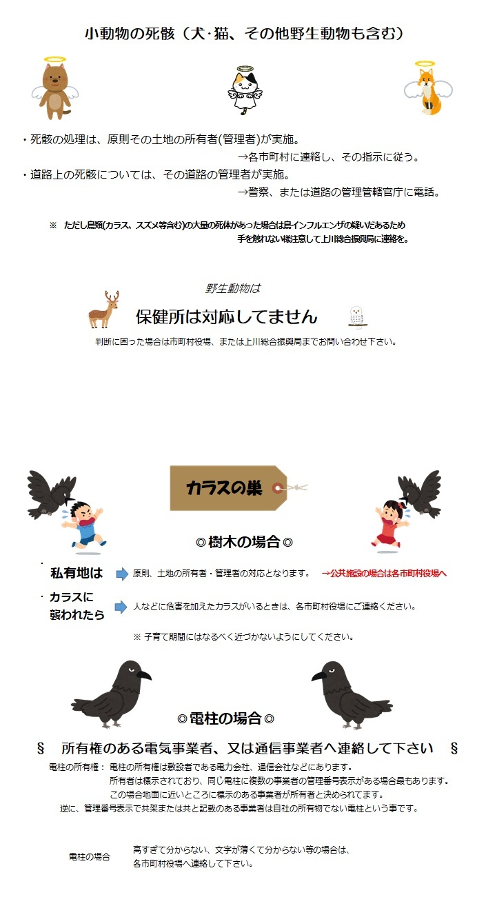 小動物の死骸・カラス (JPG 180KB)
