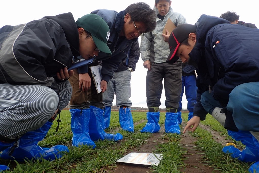 茎数早見シートで茎数を確認する農業者（左）