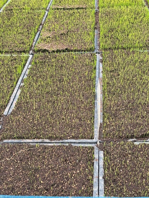 は種量が多いため、覆土の持ち上がりに注意！