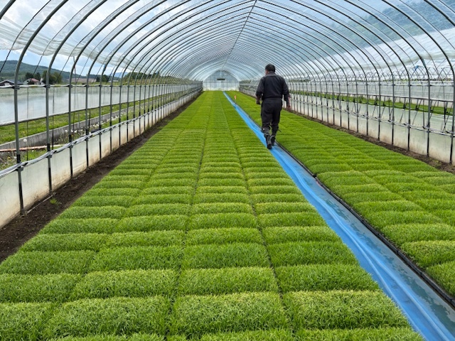 育苗後半は、裾・肩換気と天窓も開放し外気に慣らしましょう！