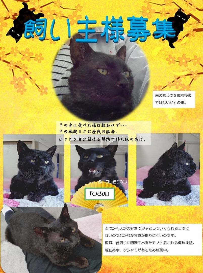 飼い主募集1 (JPG 278KB)