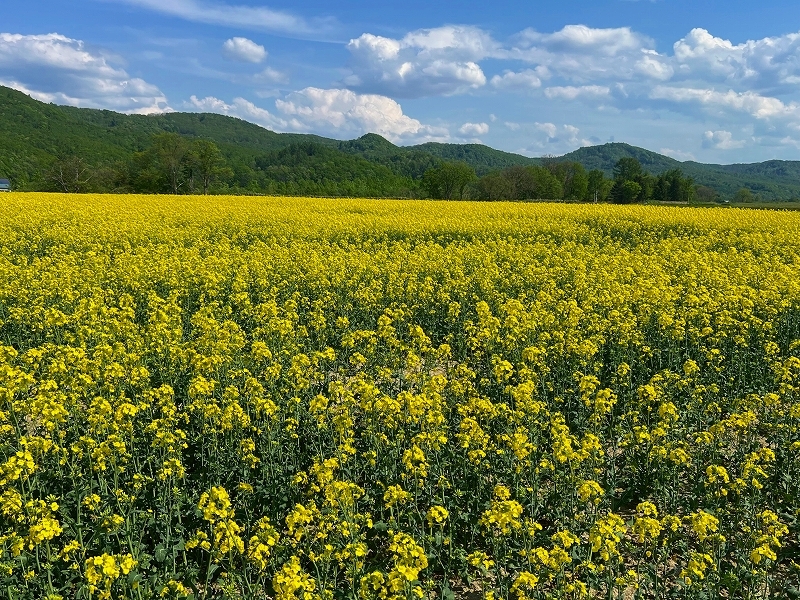 ５月のなたねほ場