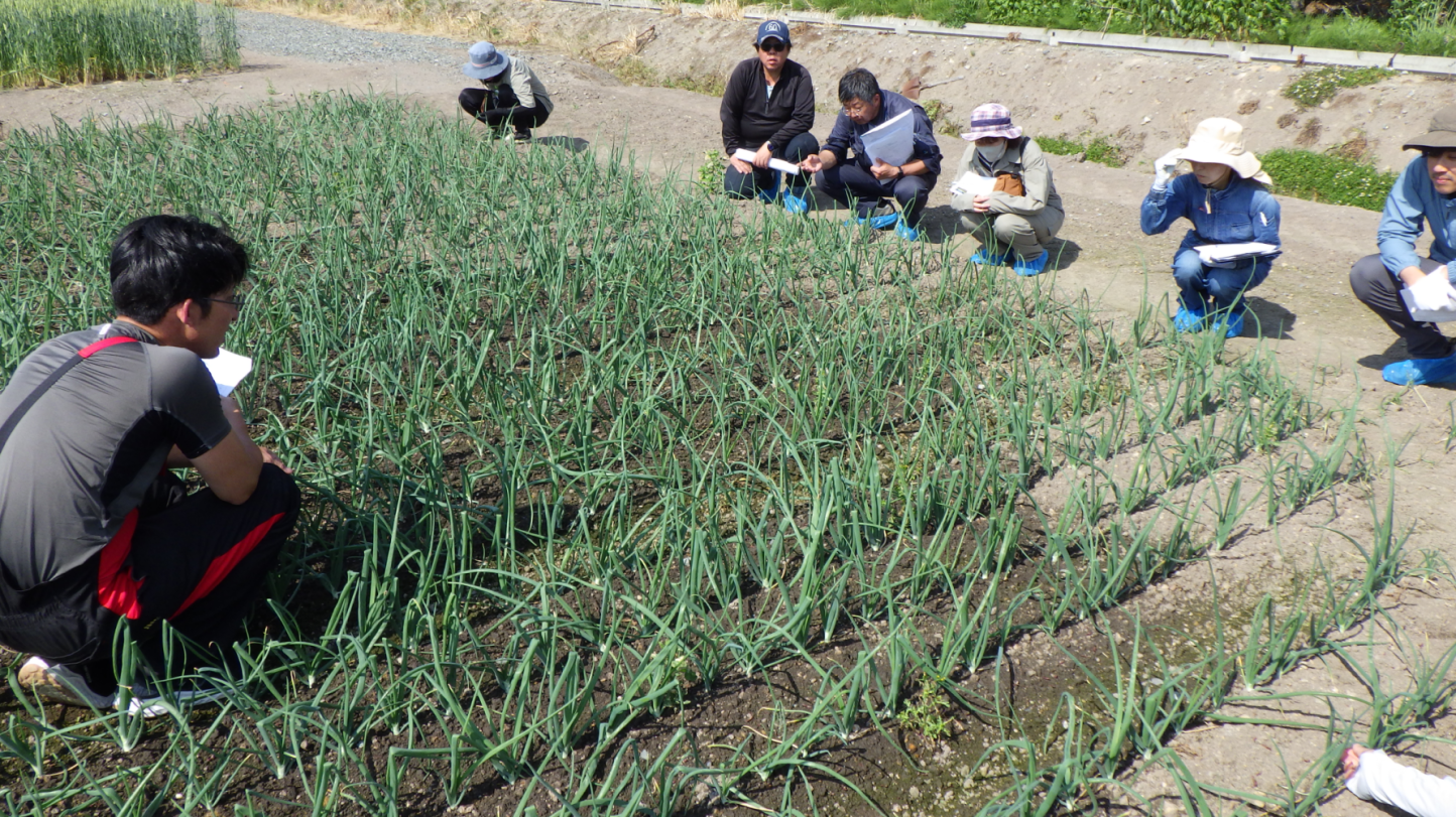 移植たまねぎの生育について説明