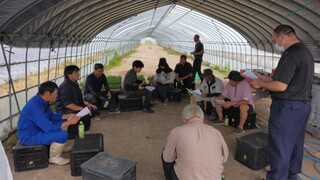 本所の上田主任普及指導員よりほ場の生育状況と今度の栽培管理について説明（上：美深部会、下：下川部会）