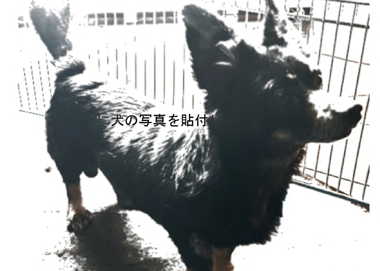 R070714 dog.jpg