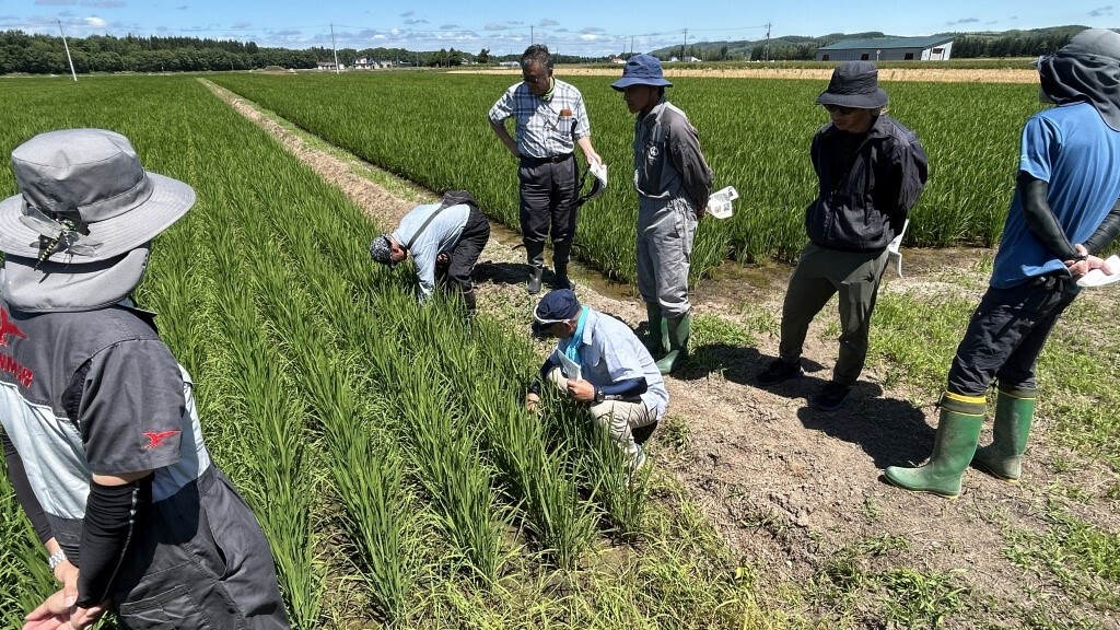 写真２　除草効果の差を確認する農業者