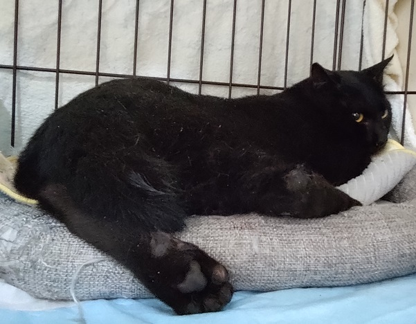 20250722_負傷猫.jpg