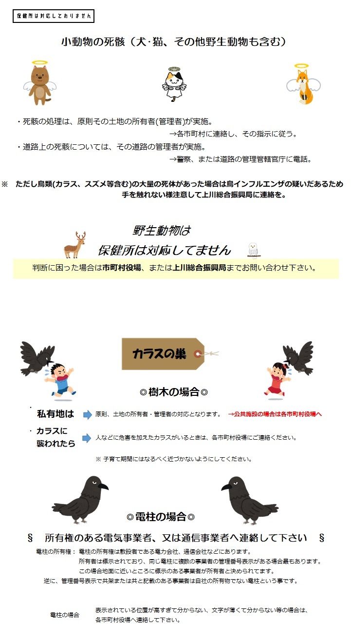 小動物の死骸・カラス (JPG 191KB)