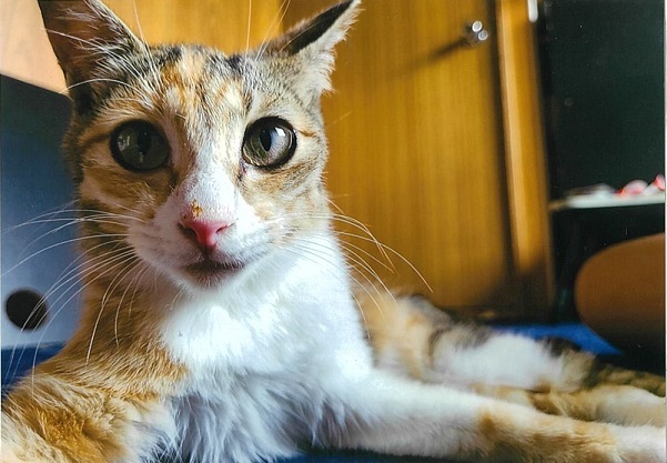 R07-01 R070725 cat.jpeg
