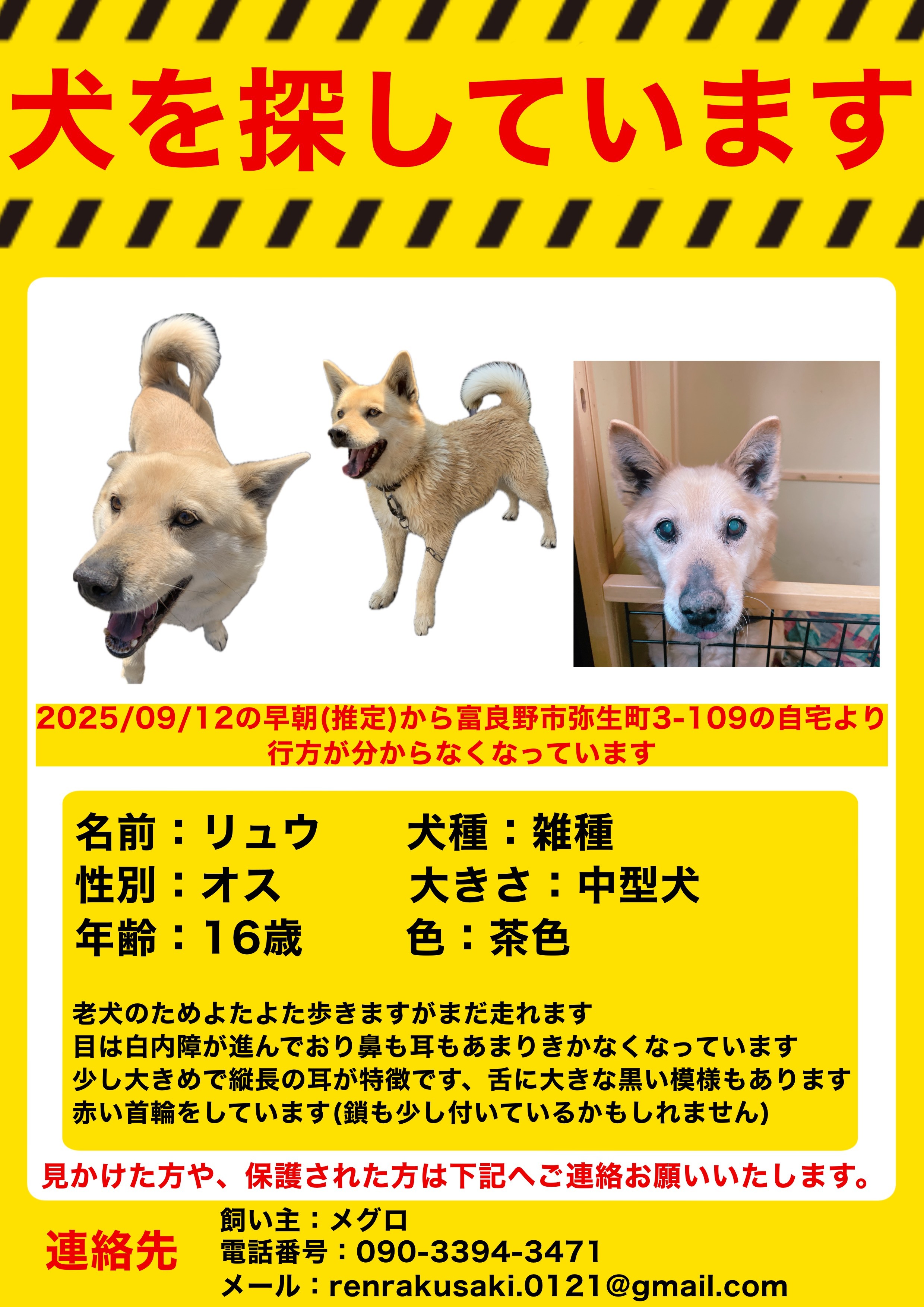 犬を探しています