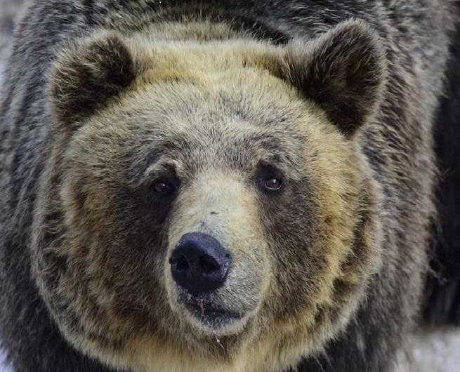 ヒグマ3(拡大) (JPG 133KB)