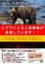チラシ(ヒグマ緊急).jpg