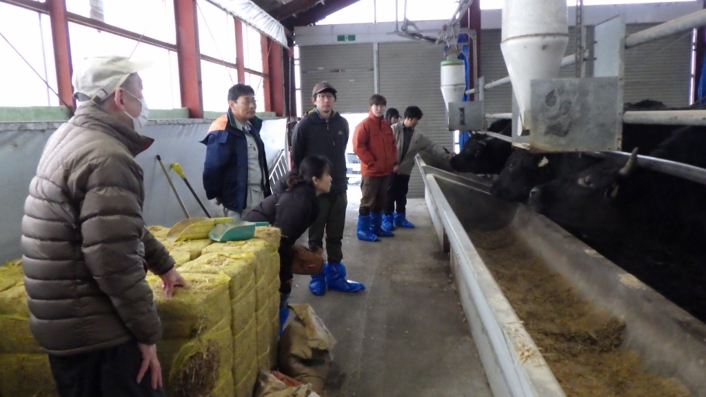 稲わら飼料についての説明