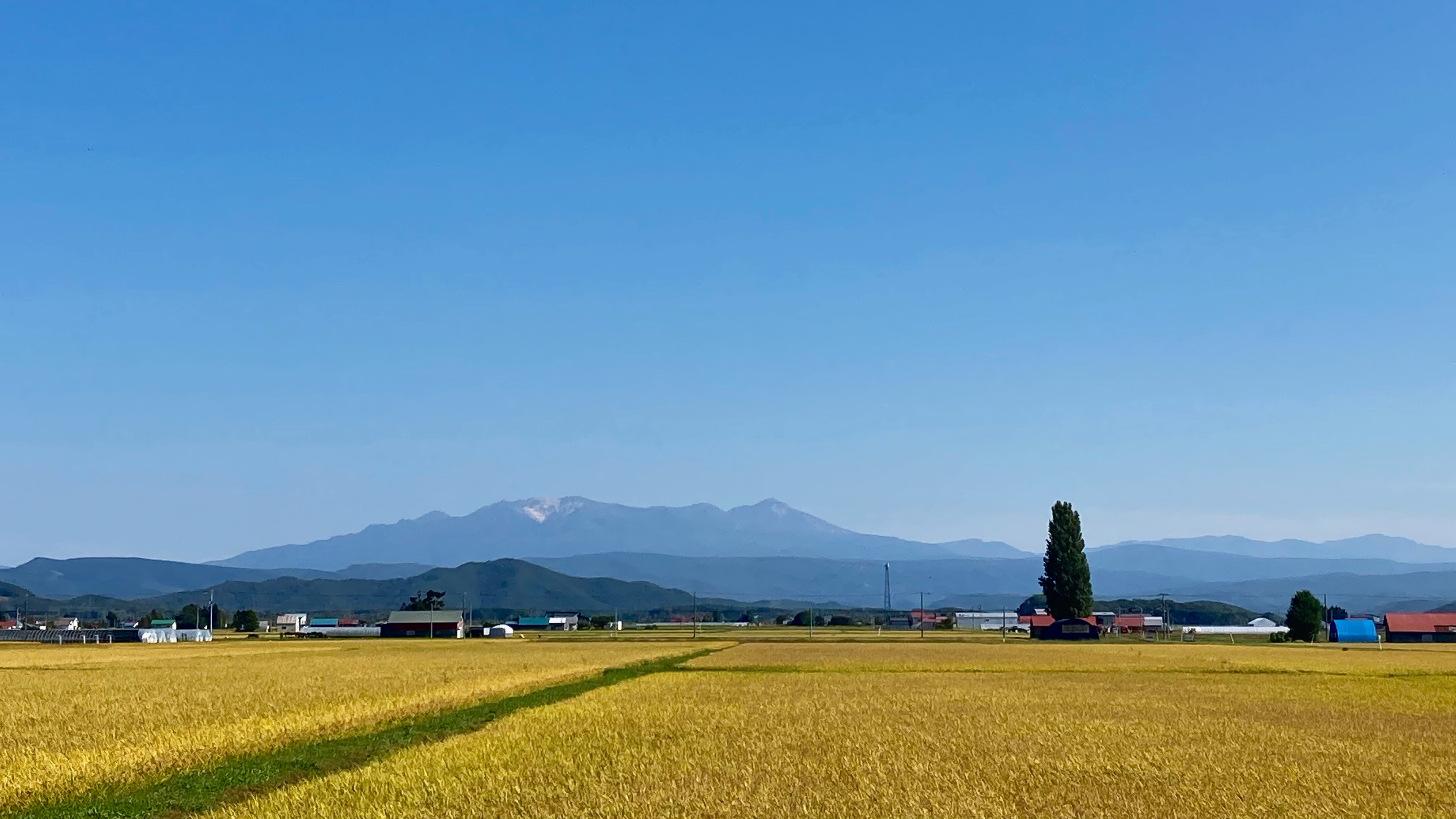 72)比布町_黄金色の稲穂と大雪山(R4.9.9) (JPEG 1.29MB)