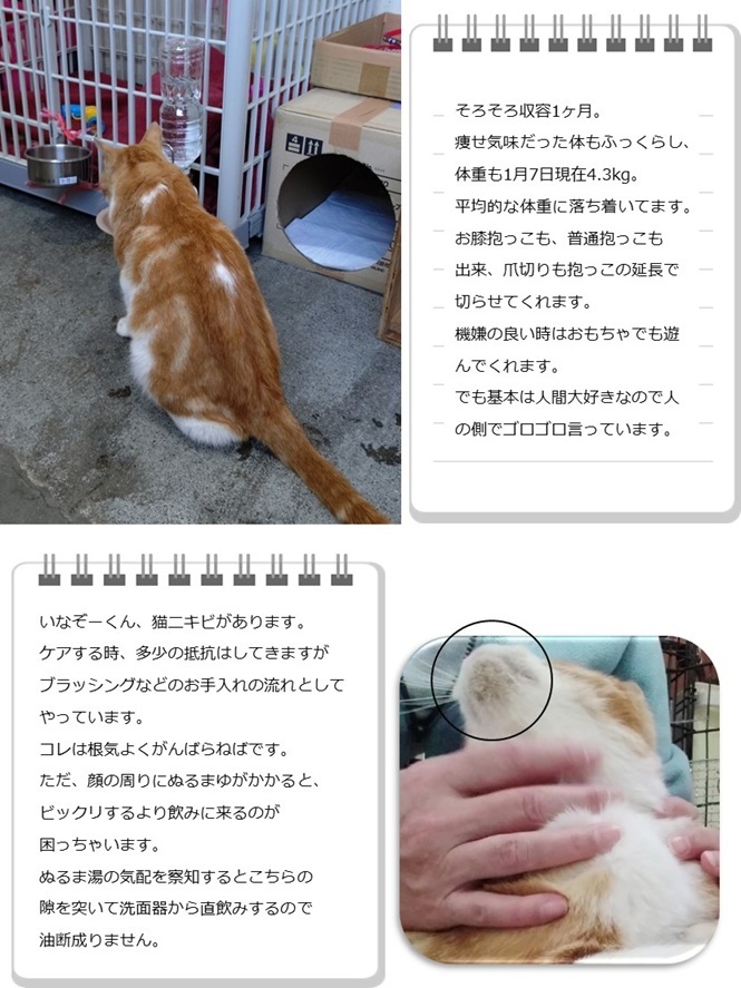 飼い主様募集3-補足 (JPG 174KB)