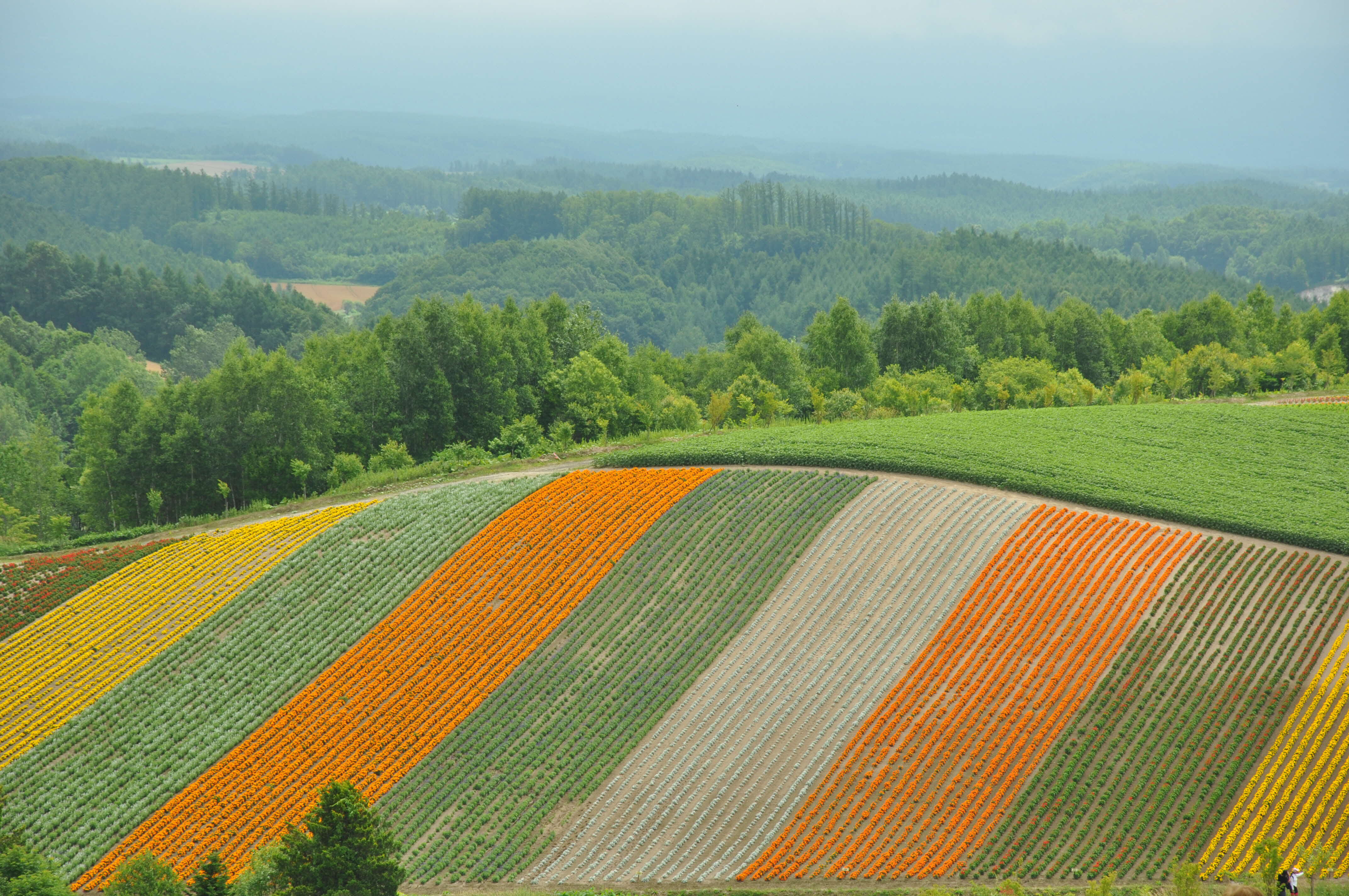 200903biei_shikisainooka.JPG