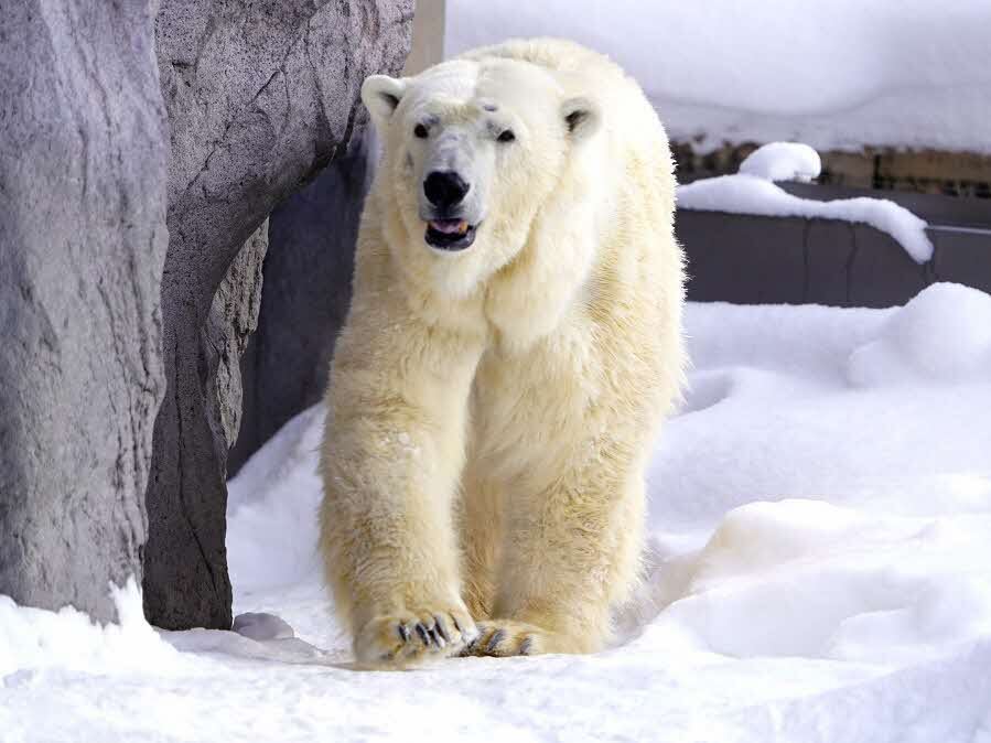 210319asahiyama_polarbear.jpg