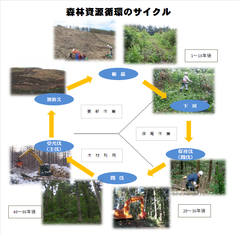 森林資源循環のサイクル (BMP 1.67MB)