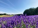 200817nakafurano_lavender_s.jpg