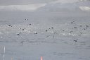 210112kojinbashi_birds_s.jpg