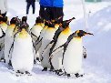 210319asahiyama_penguin_s.jpg