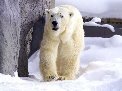 210319asahiyama_polarbear_s.jpg