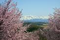 620sakura_s.jpg
