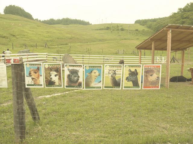 アルパカ牧場.jpg