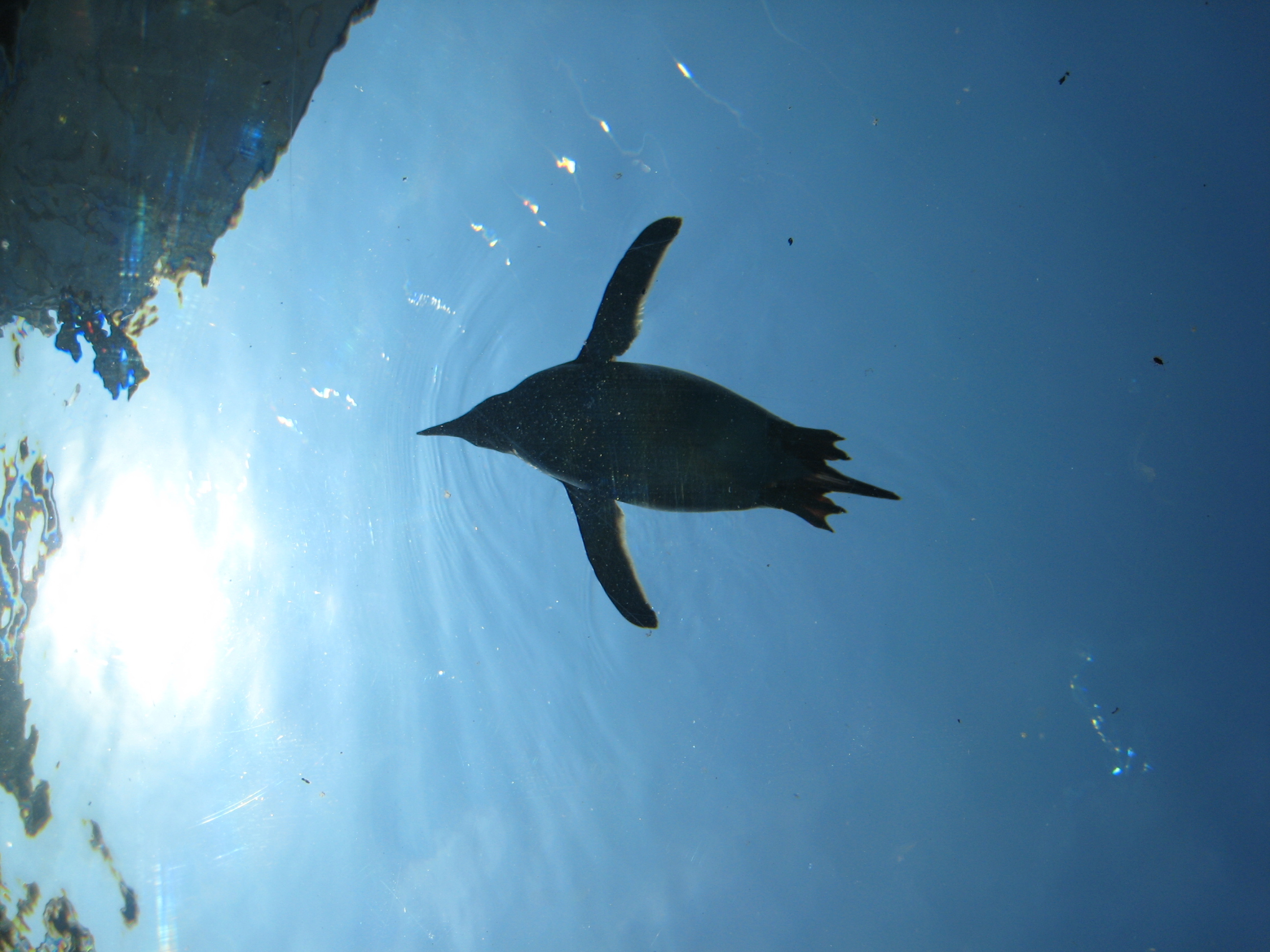 空飛ぶペンギン.JPG