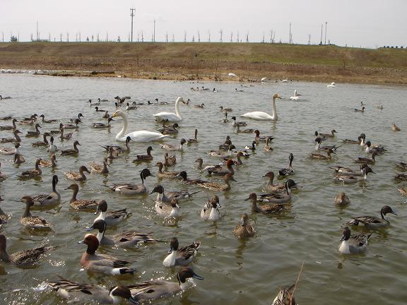 永山新川の渡り鳥1.jpg