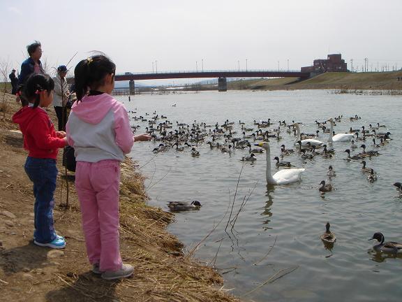 永山新川の渡り鳥2.jpg