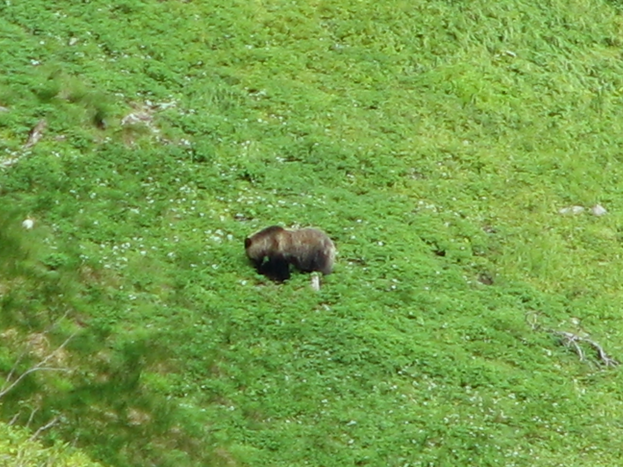 高原温泉の野生ヒグマ.JPG