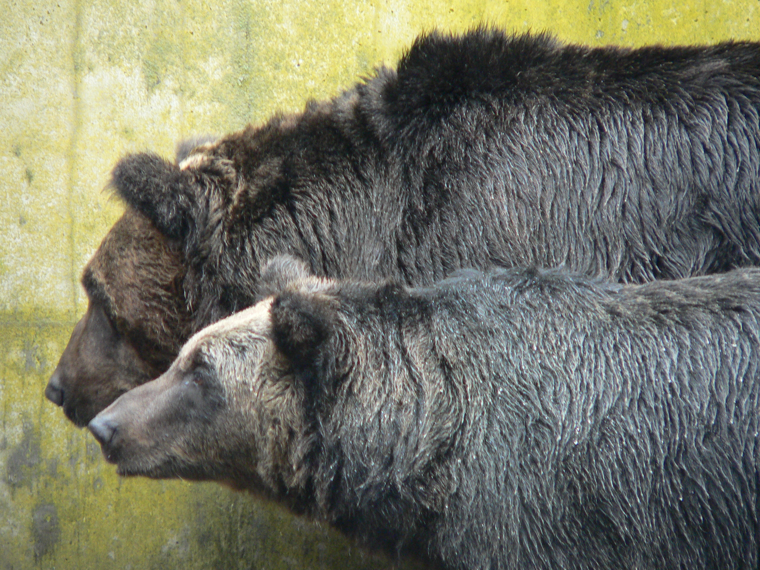 クマ牧場の熊.JPG