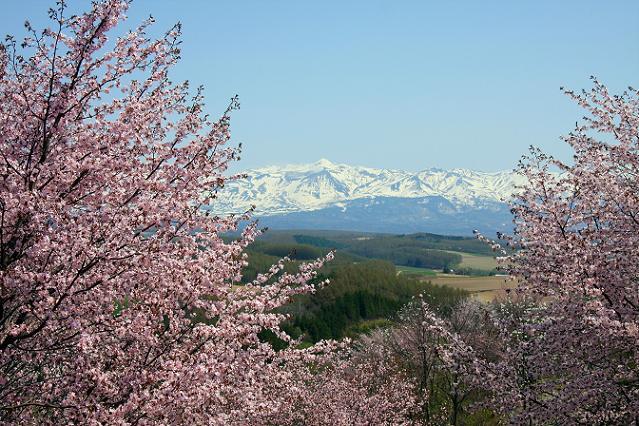 深山峠さくら園.jpg