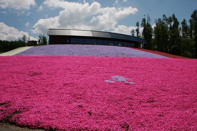 芝桜.jpg