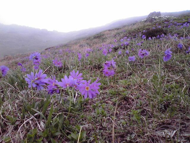 富良野岳幻想.jpg